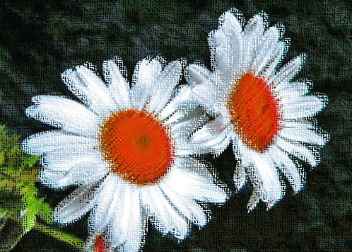 daisy effects