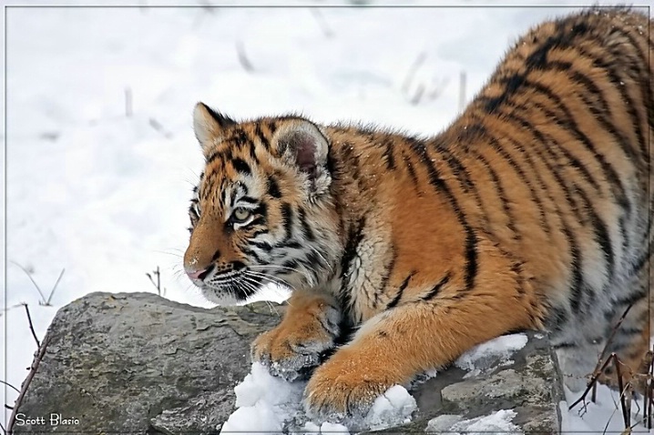 Tiger Cub...