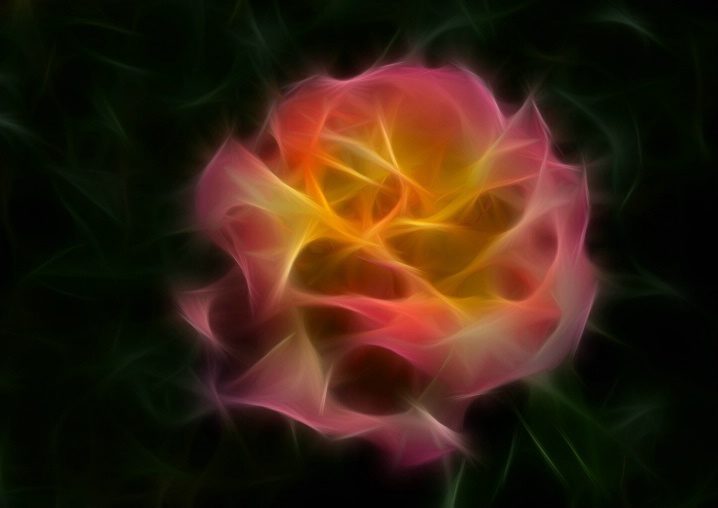 Rose abstract