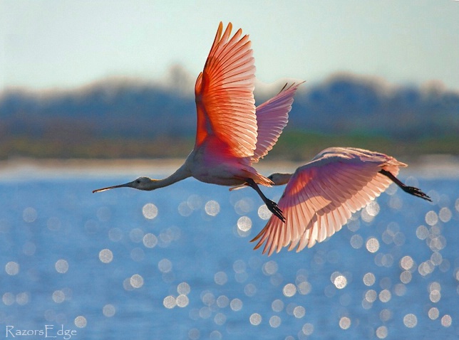 Rosette Spoonbills