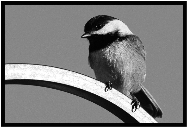 Chickadee 3