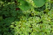 "Green Theeng...
