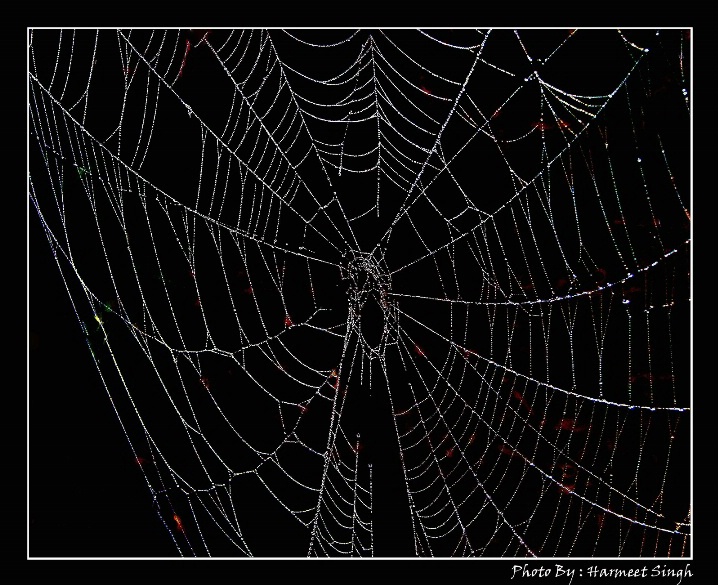 The web