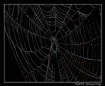 The web