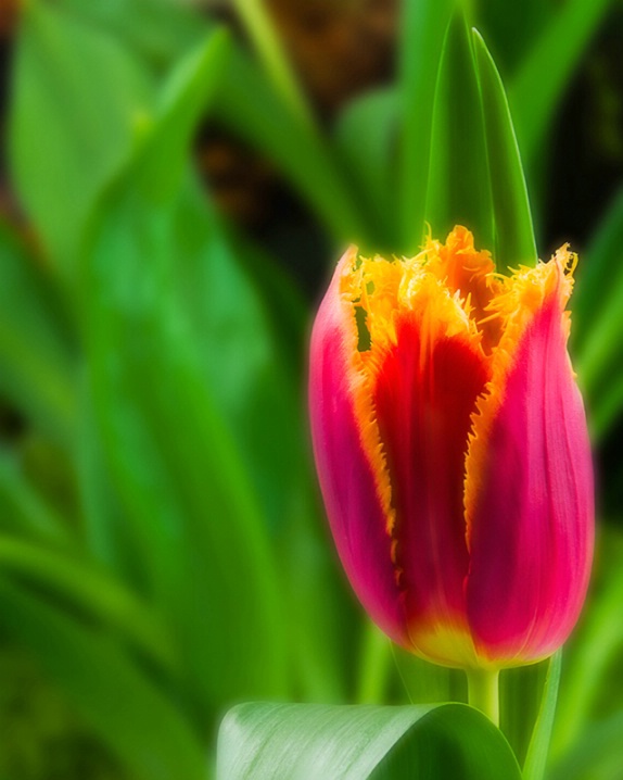 <b>Tulip</b>
