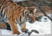 Tiger Cub....