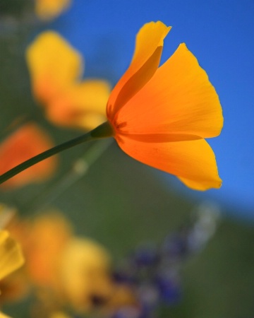 Sun-kissed Poppy