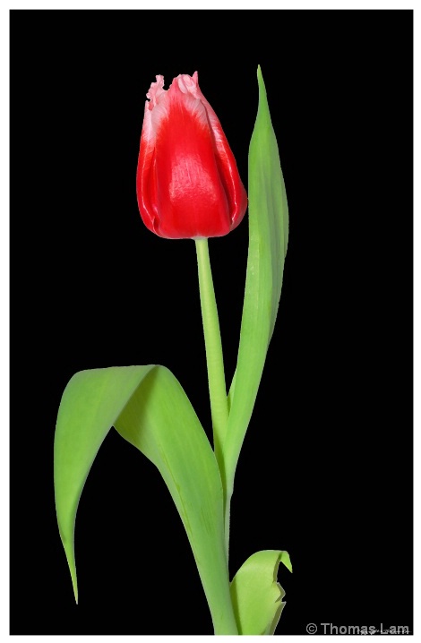 tulip-a1a
