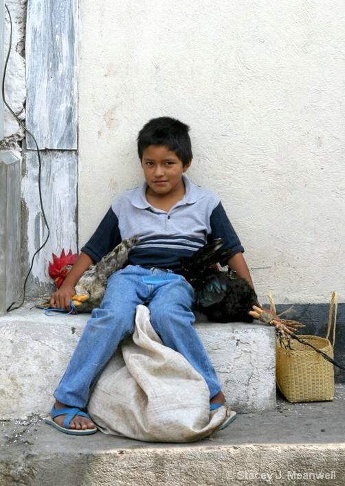 Guatemalan boy and chickens - ID: 5706729 © Stacey J. Meanwell