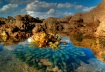 ocean in bloom