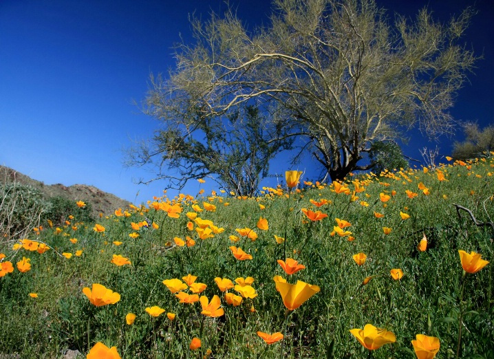 Poppy Field