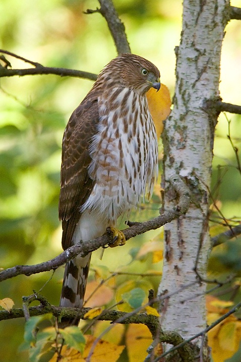 Immature Cooper's Hawk Hunting - ID: 5708696 © John Tubbs