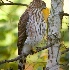 2Immature Cooper's Hawk Hunting - ID: 5708696 © John Tubbs