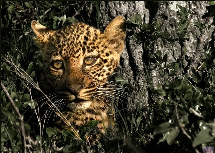 Masai Mara Kenya - Leopard - ID: 5708846 © Tony Tang