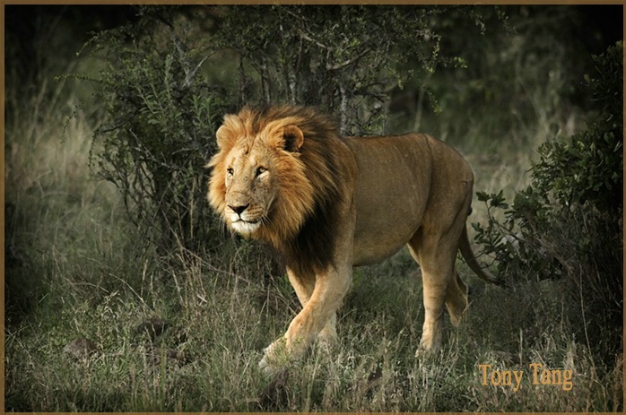 Masai Mara Kenya - Lion - ID: 5708851 © Tony Tang