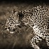 © Tony Tang PhotoID# 5708862: Masai Mara Kenya - Leopard profile