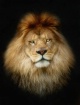 The King Never Lo...