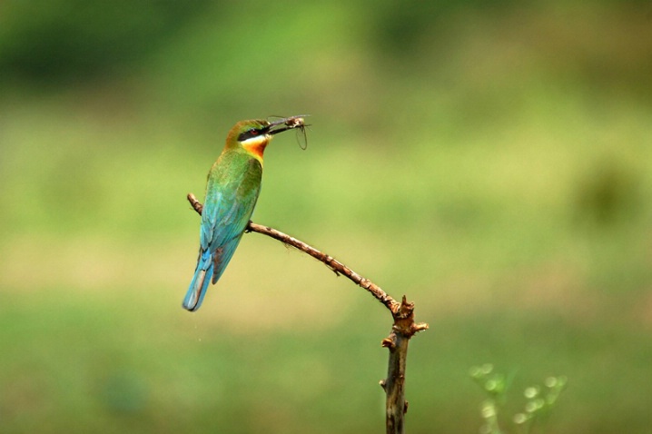 Blue tailed bee-eater - ID: 5709766 © VISHVAJIT JUIKAR