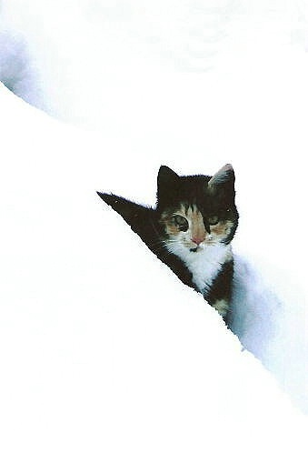 snow cat