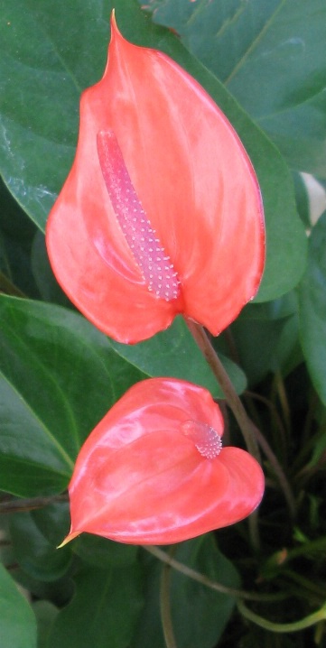 CANNA LEAVES - ID: 5710887 © SHIRLEY MARGUERITE W. BENNETT