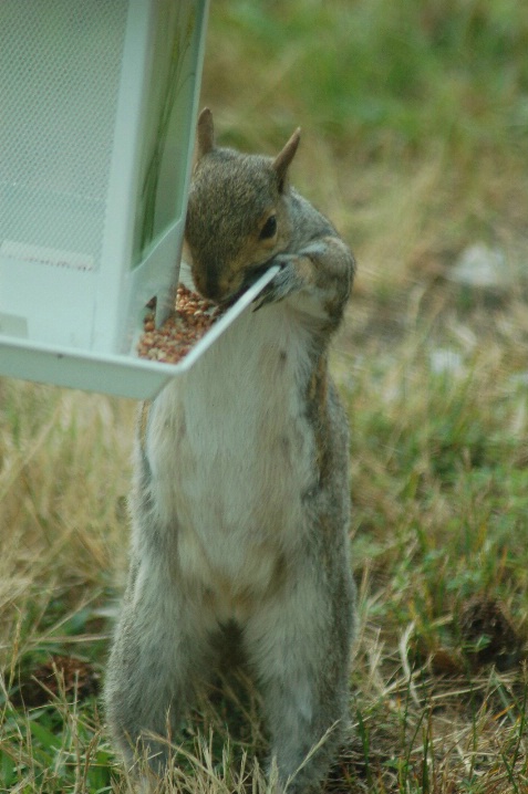 CONVENIENTLY LOW FOR ME - ID: 5710890 © SHIRLEY MARGUERITE W. BENNETT