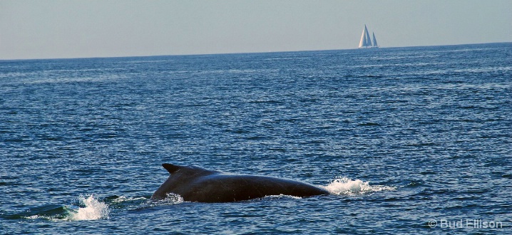 Humpback Whale With A Sailboat On The Horizon