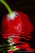 Melting Tulip 