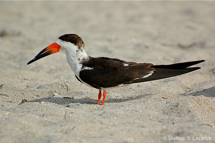 Black Skimmer Relaxing On South Beach