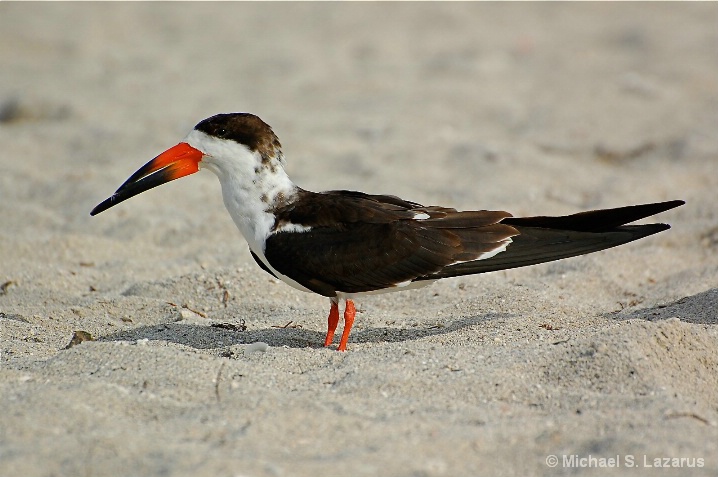 Black Skimmer Relaxing On South Beach