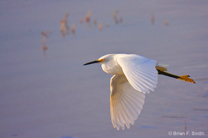 Flying Snowy Egret, Devereux Slough