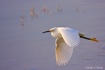 Flying Snowy Egre...
