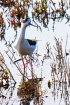 Black Necked Stil...