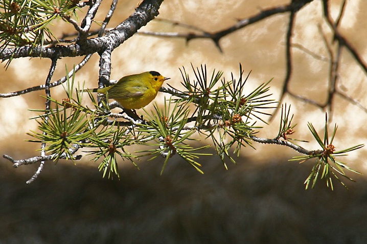 Yellow Bird 