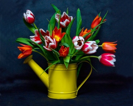 Watering Can Tulips
