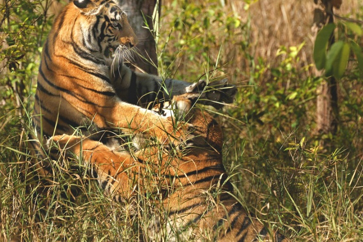 Tiger Fight - ID: 5714461 © VISHVAJIT JUIKAR