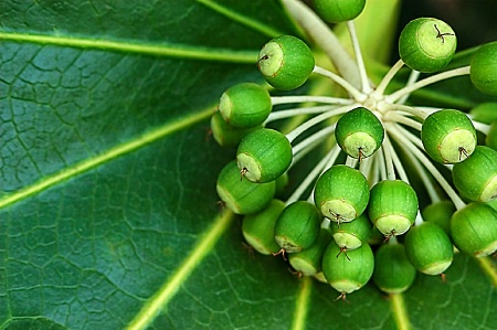  Japanese Aralia 