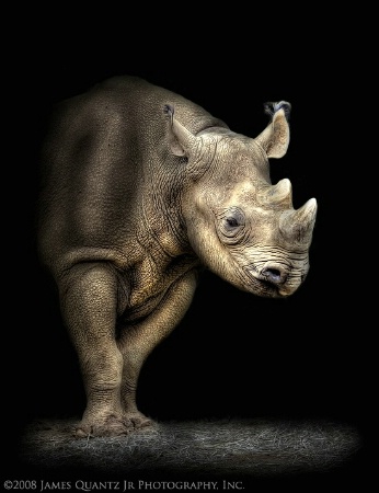 Rhino