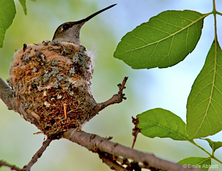 Mother Hummingbird - ID: 5714738 © Emile Abbott