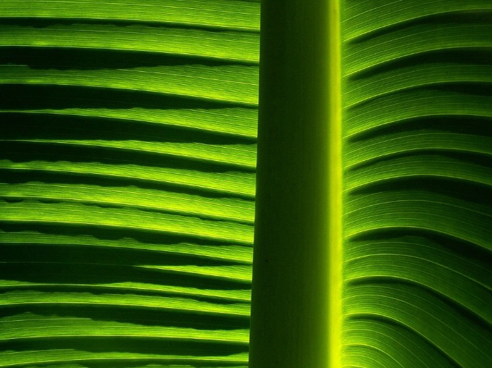 Banana Leaf Detail
