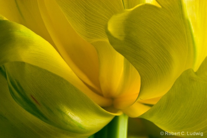 Unfolding Yellow Tulip