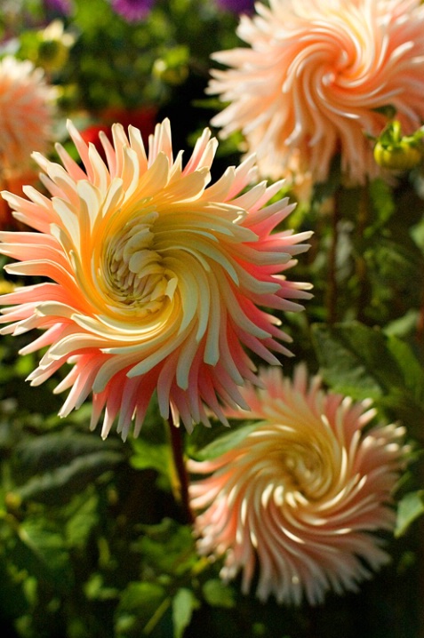 Pinwheel Dahlias