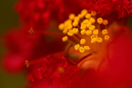 Yellow and Red Flower