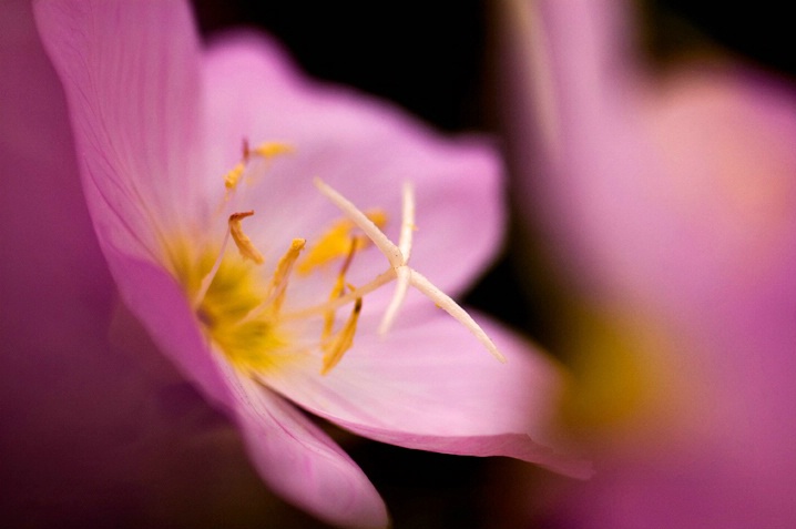 Pink and White