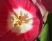 Easter Flower