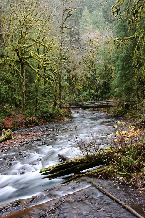 Barnes Creek, Olympic National Park, WA