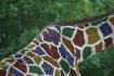 Crayon Giraffe
