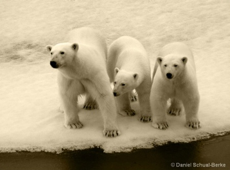 Ice Bear Trio