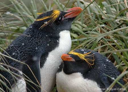 Macaroni Penguins