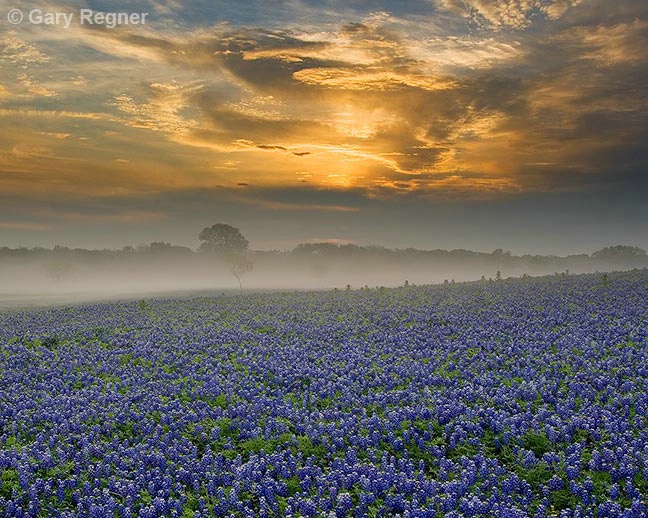 Misty Morning Sunrise