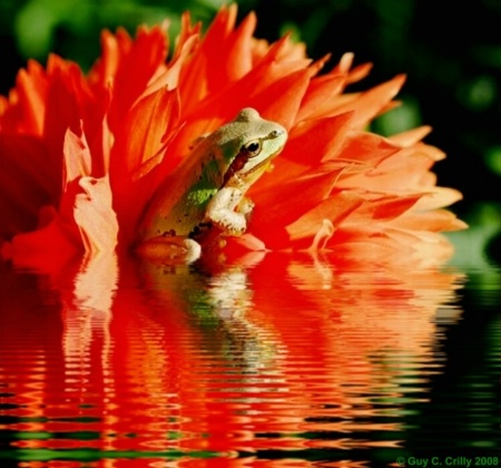 Frog, Flower, and Flood